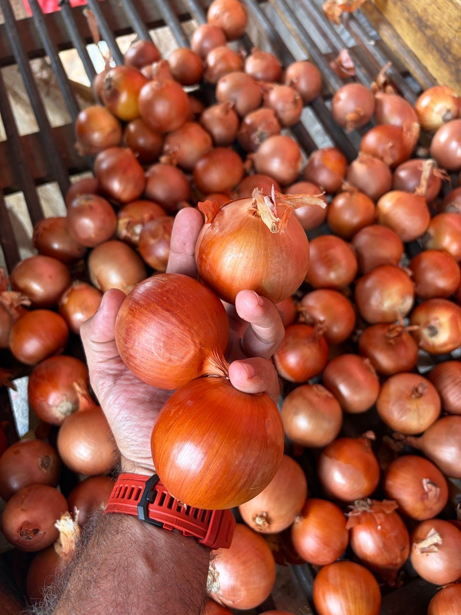 Cebola selecionada à mão no box