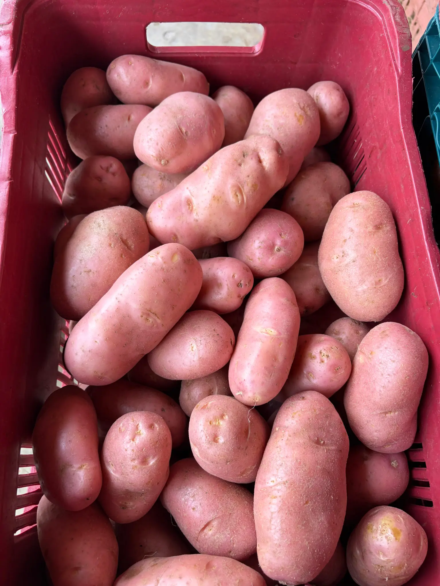 Batata Asterix