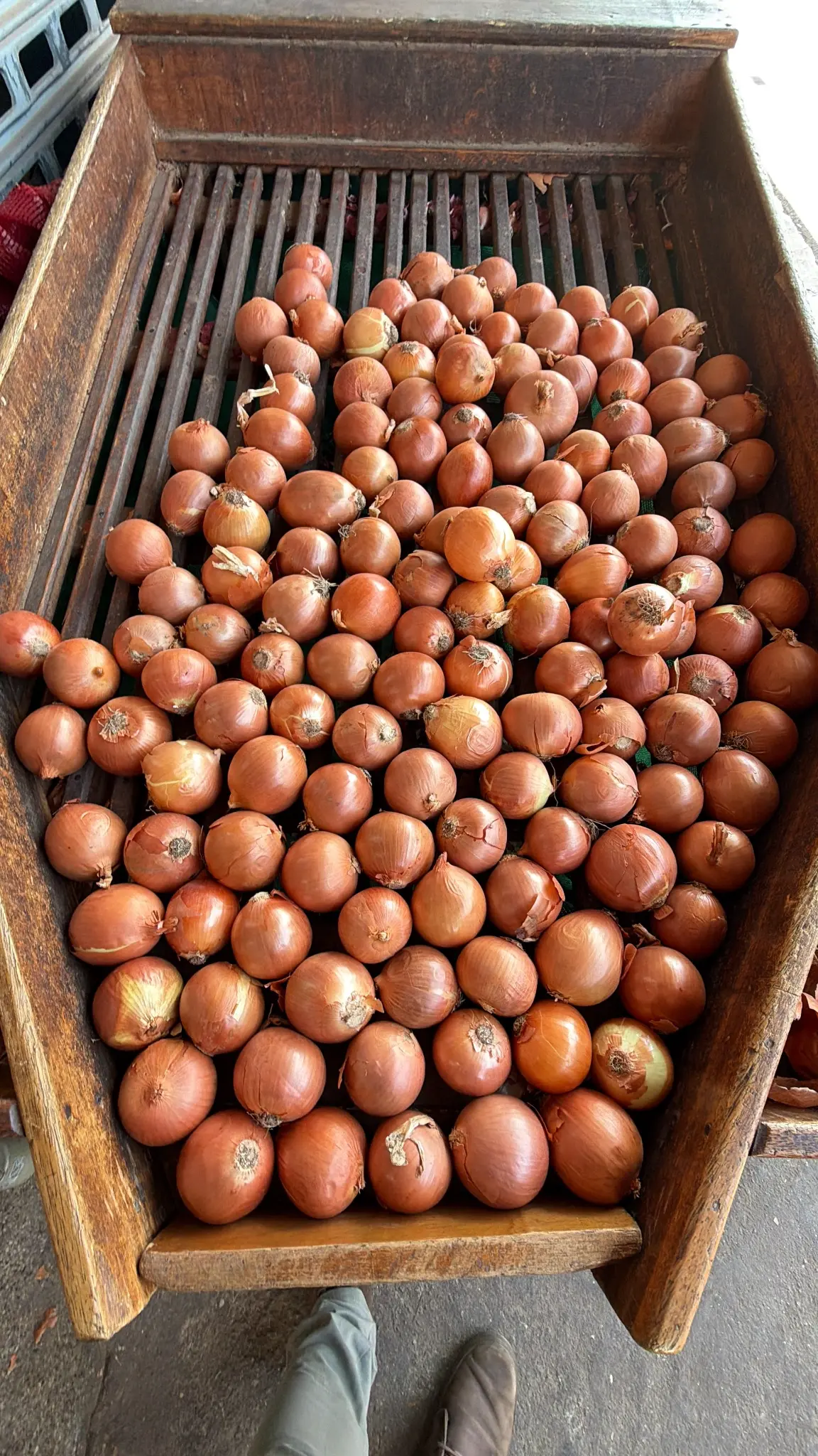 Cebola