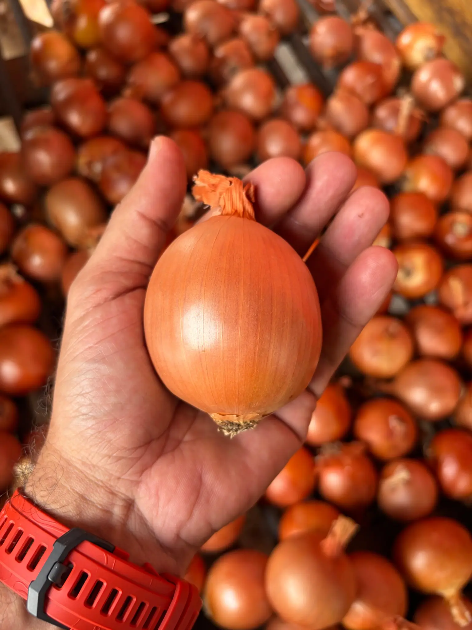 Cebola premium